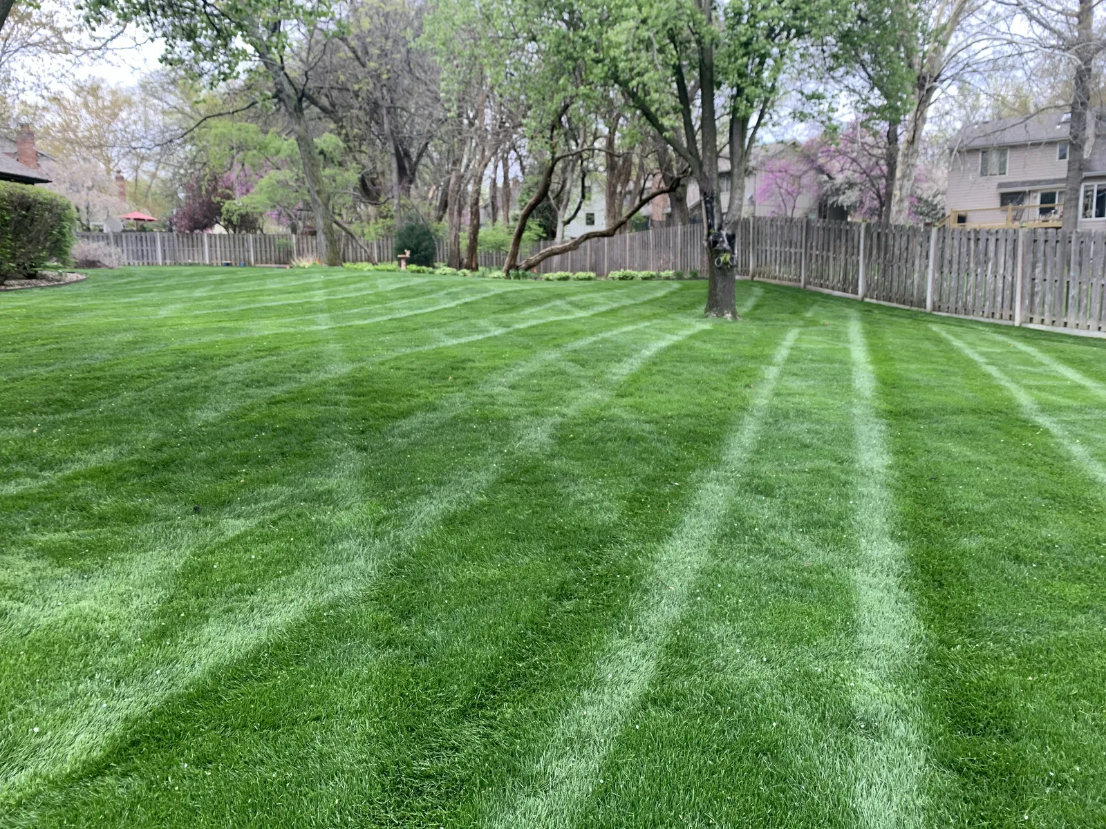 Healthy striped lawn in Olathe restored by Volz Lawn & Landscape