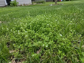 Common chickweed with small white flowers growing in a Kansas yard