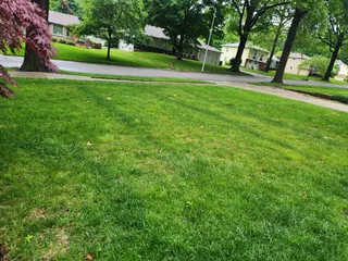 Dark green fertilizer stripes left across a lawn by a push spreader that was pushed too slowly