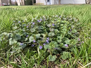 Ground ivy, also known as creeping Charlie, spreading through a yard