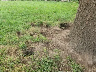 Holes being dug in a lawn by raccoons and squirrels