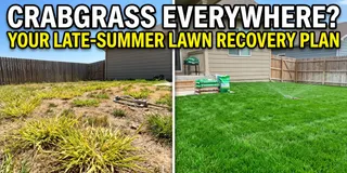 Kansas lawn heavily infested with crabgrass growing through thinning tall fescue turf