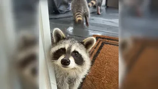 Raccoon attracted to a Kansas City lawn while searching for grubs beneath the grass